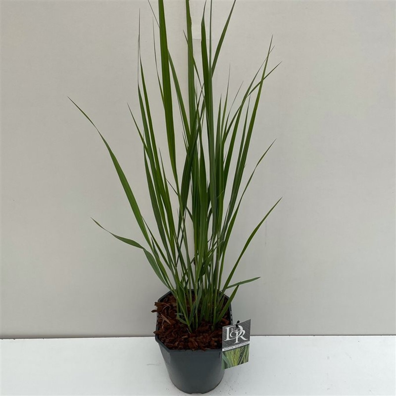 Präriestarr – Panicum virgatum 'Northwind' - C5